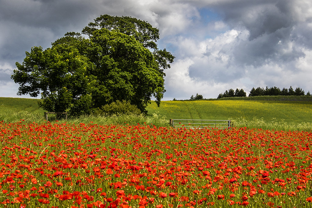 A Sea of Poppies