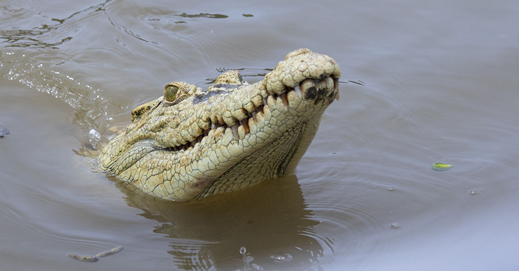 White Crocodile