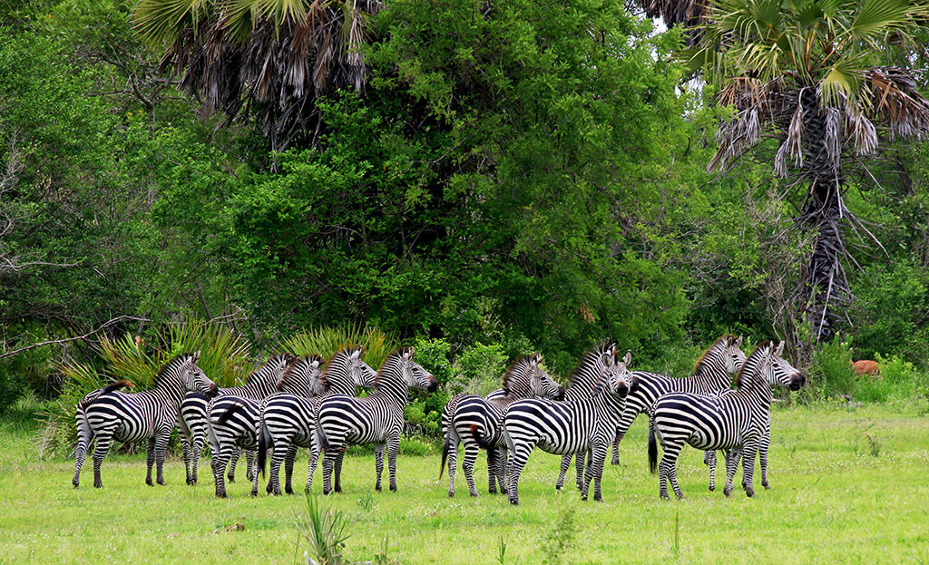 A Dazzle of Zebras.