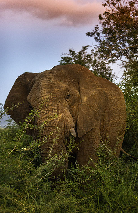 Elephant at Dusk