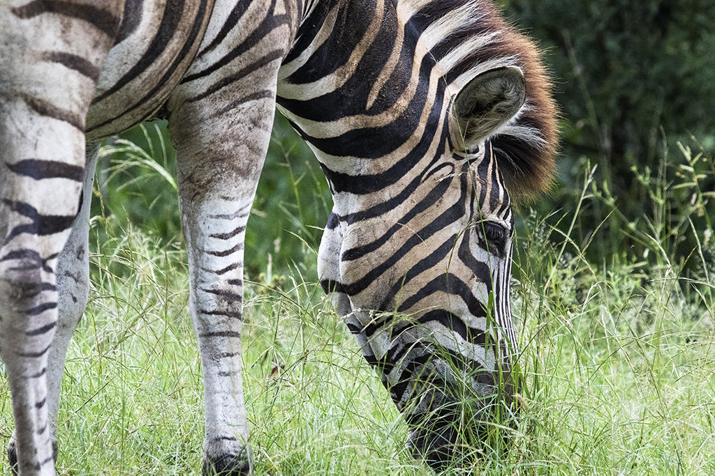 Zebra