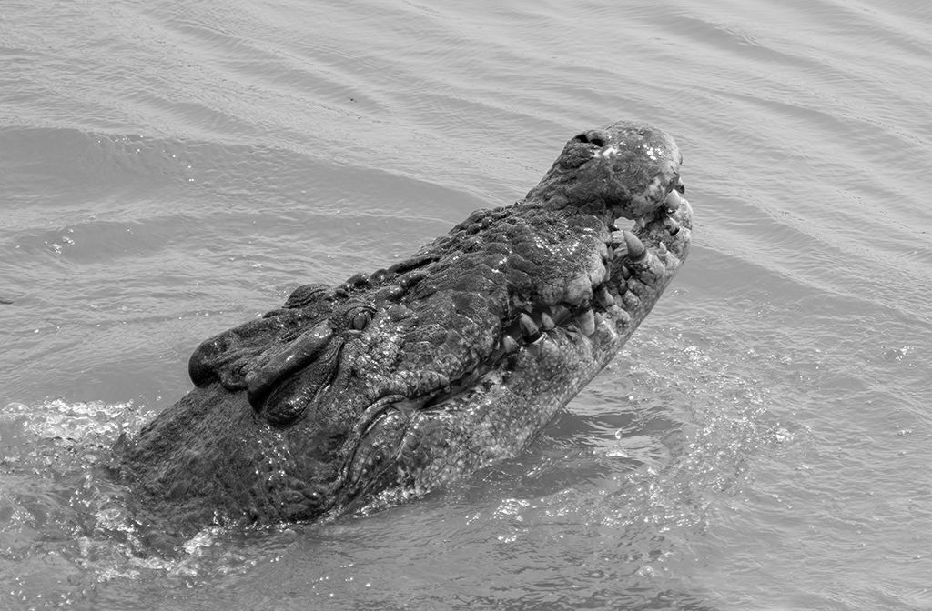Crocodile Monochrome