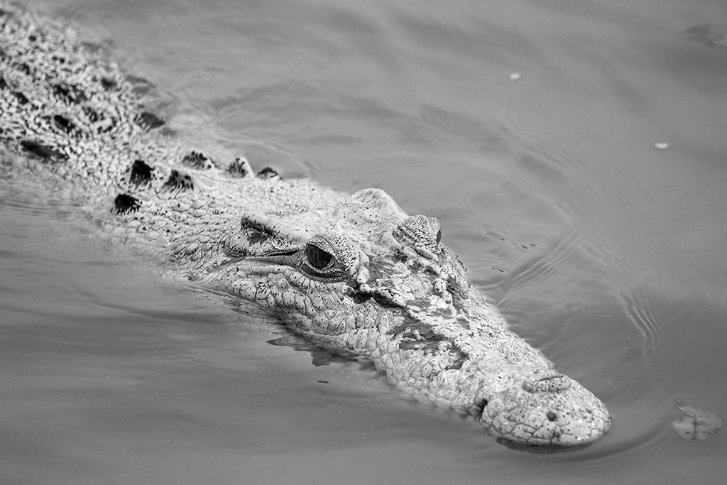 White Saltwater Crocodile