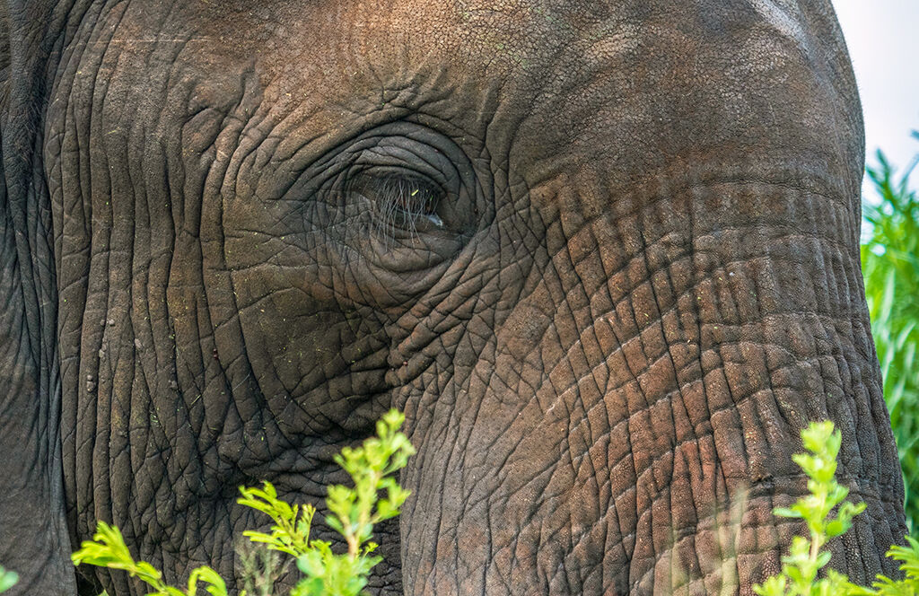 Elephant Umfolozi SA 1048