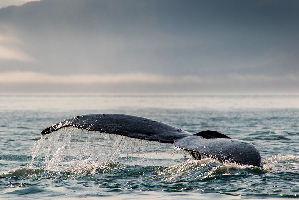 Whale Tail
