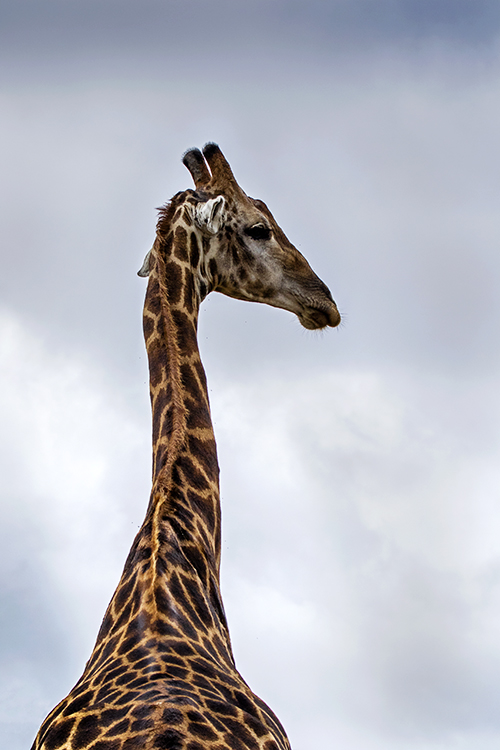A Long Came A Giraffe