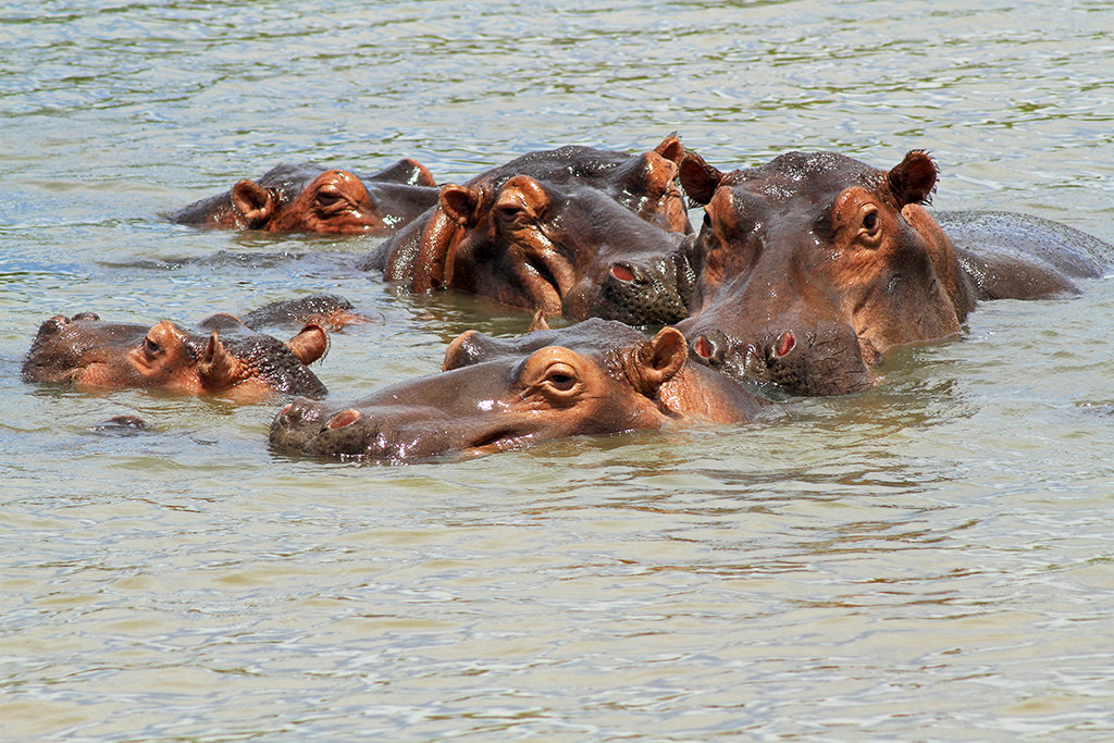 Hippos