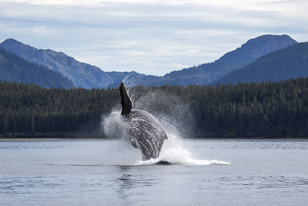 Whale Breach