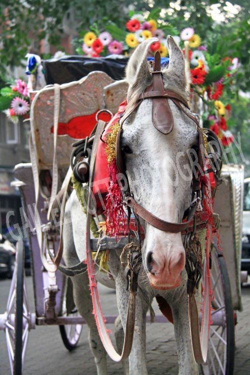 Decorated Indian Horse