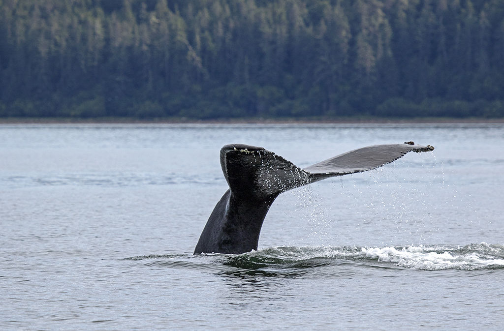 WHALE FLUKE