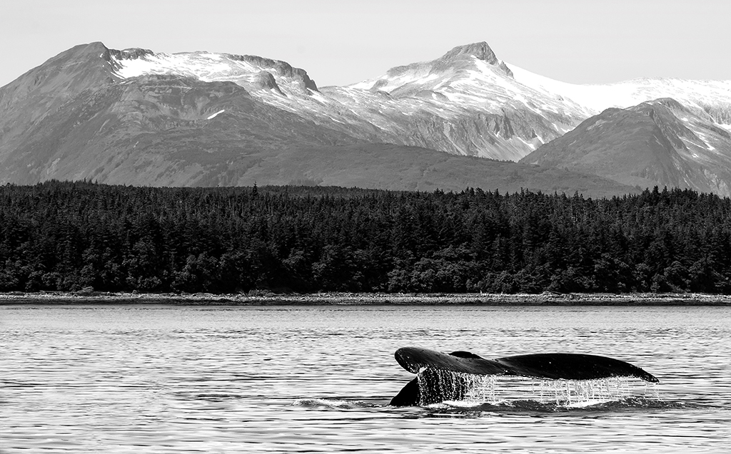 Whale Dive