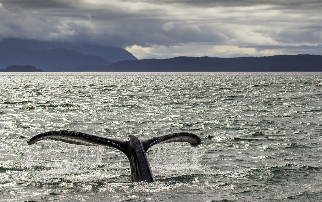Perfect Dive.