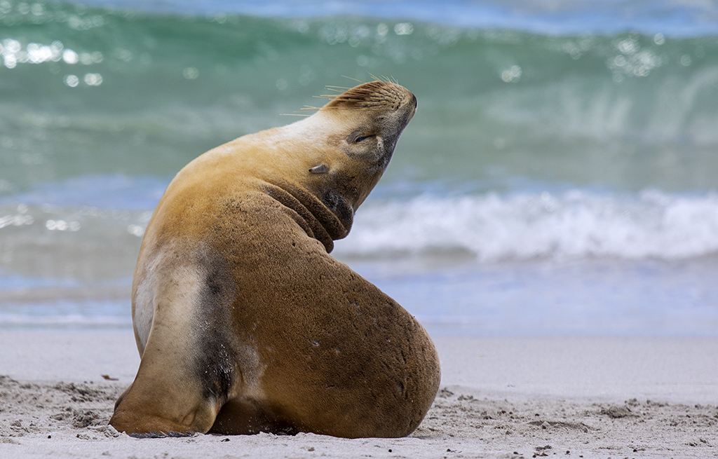 Yoga Seal