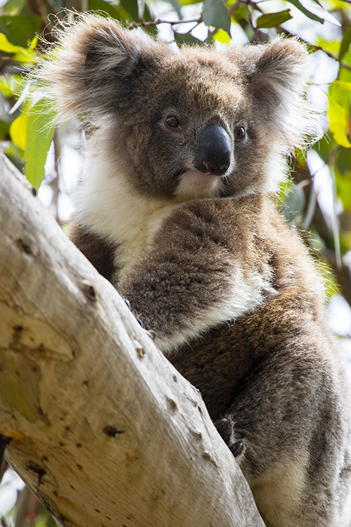 Koala in the Wild.