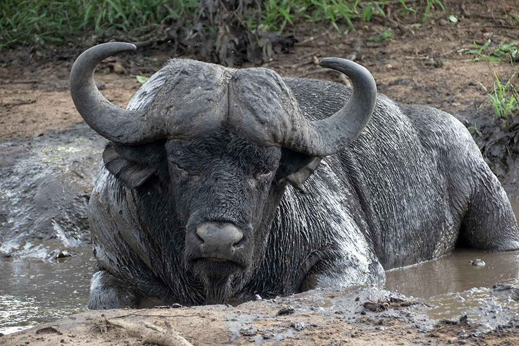 Buffalo Mud Bath.
