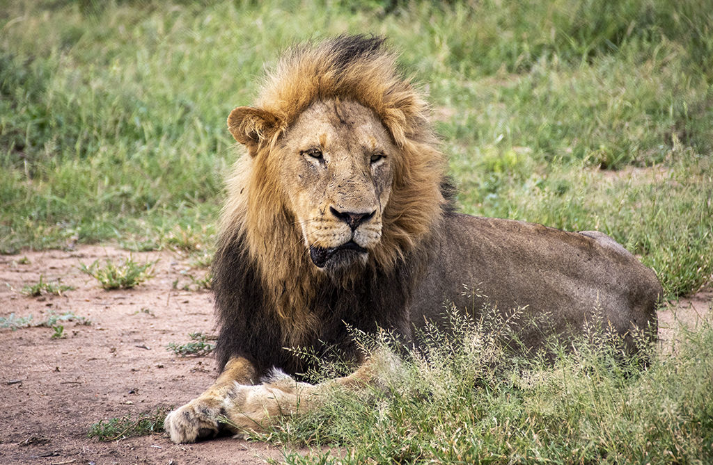 The Lion King