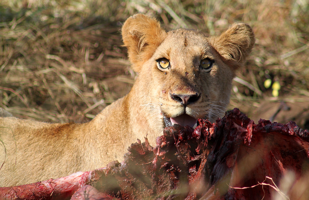 Lion Kill!
