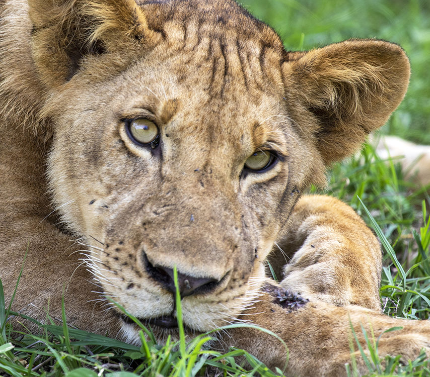 Lion