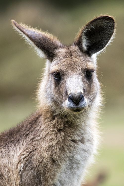 Kangaroo Portrait