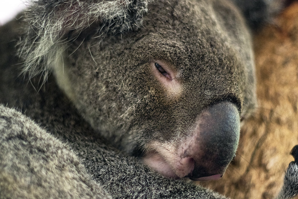 Sleepy Koala