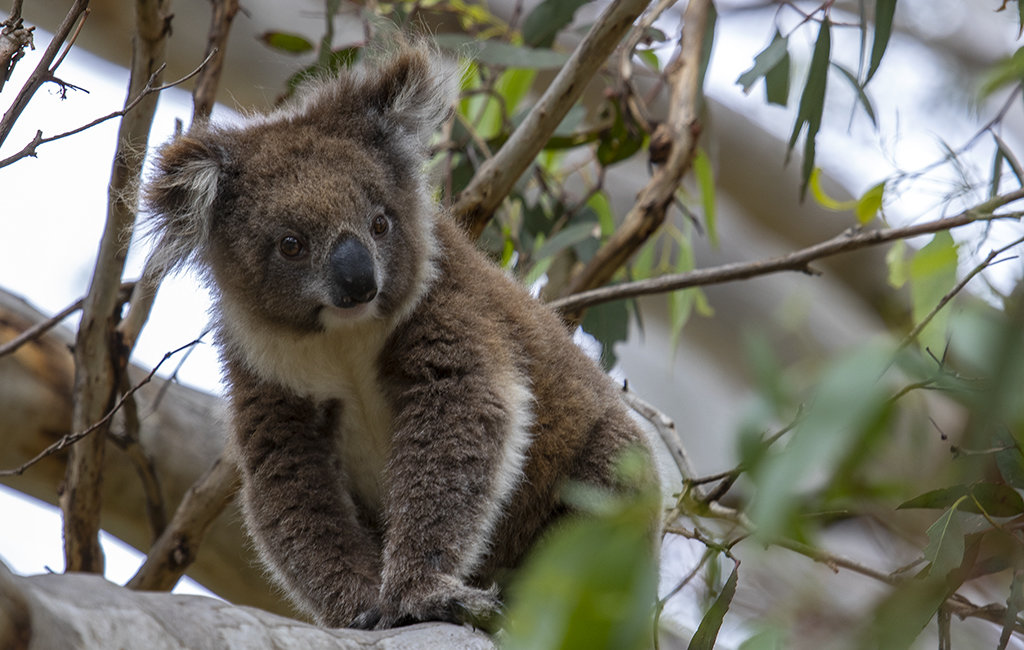 Koala Bear.