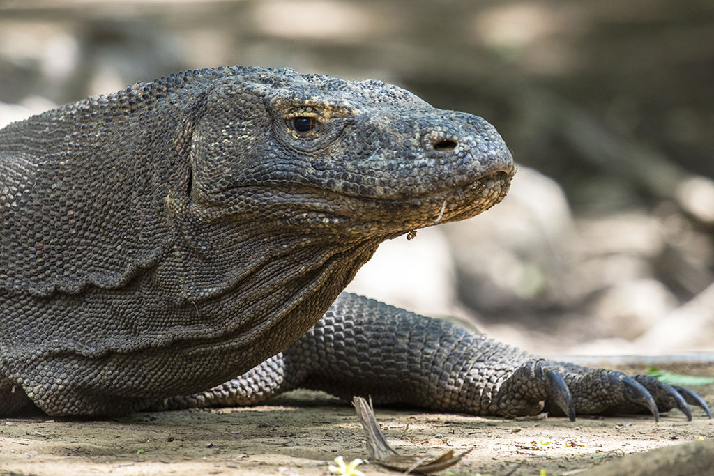 Komodo Dragon