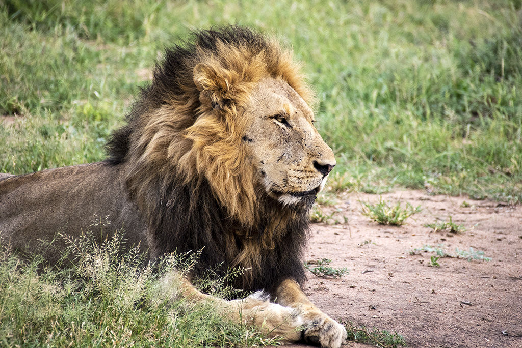 King of the Jungle