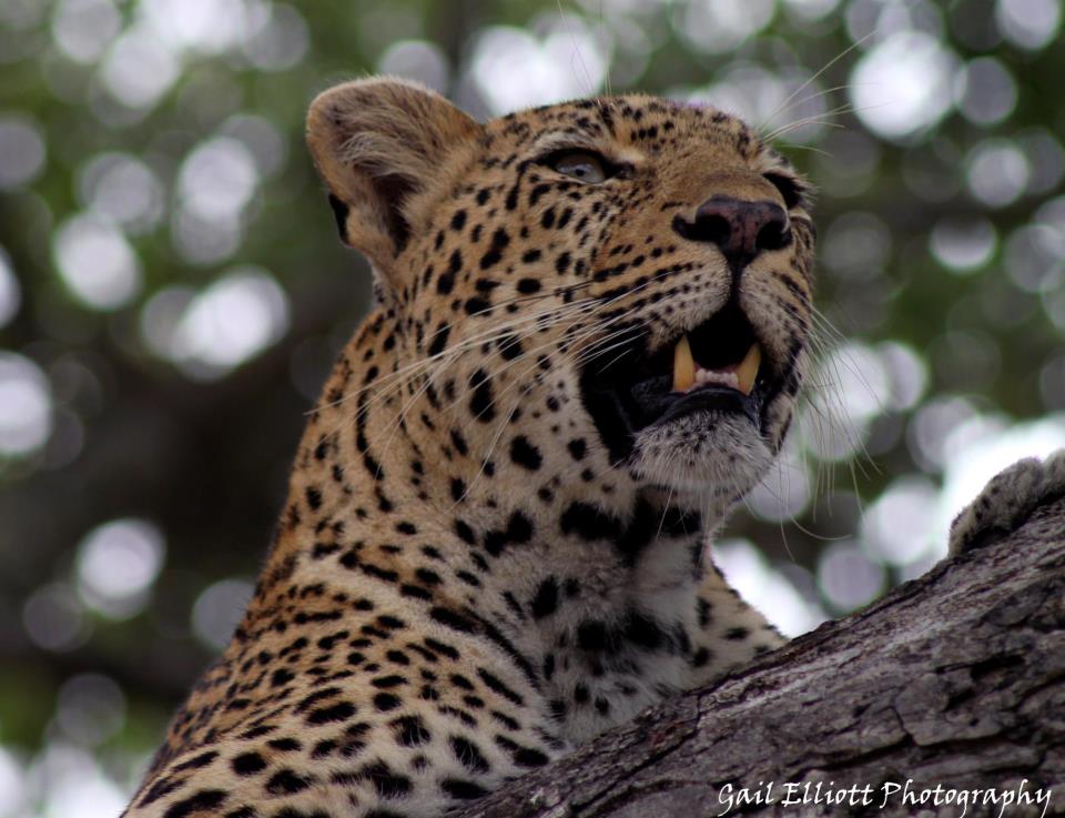 Leopard