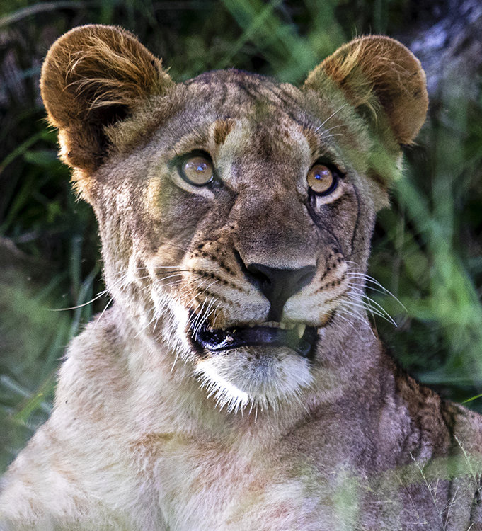 African Lion.
