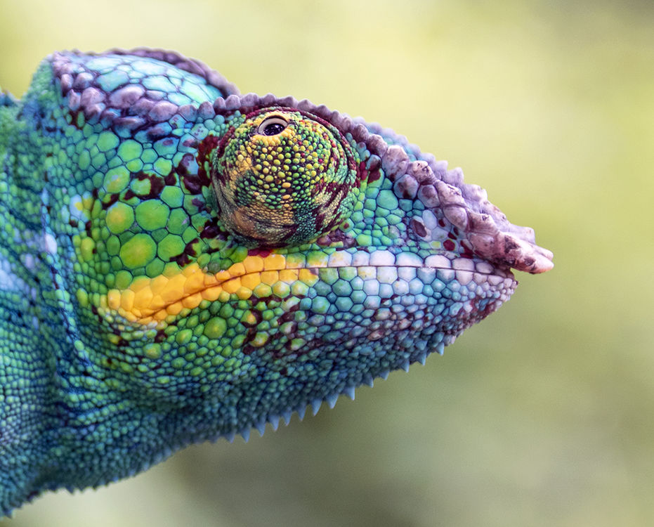 Chameleon Head