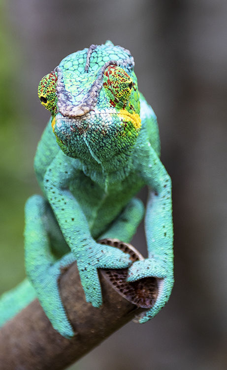 Chameleon