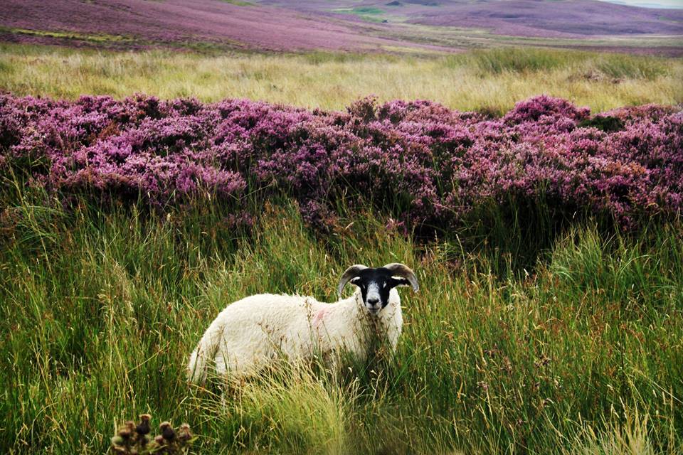 Northumberland