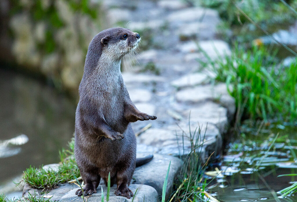 Otter On Guard