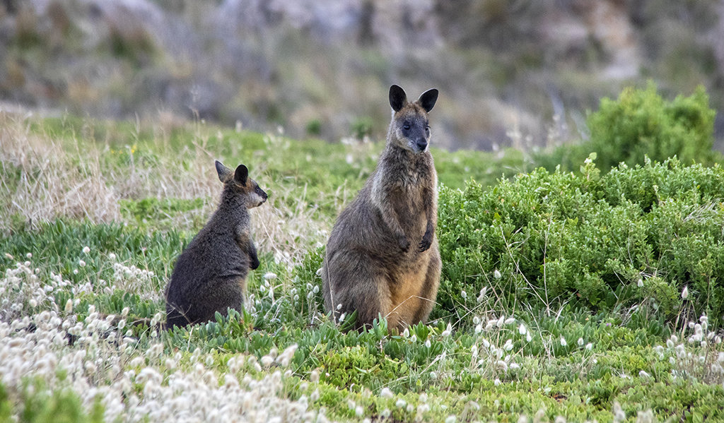 Kangaroo & her Joey.
