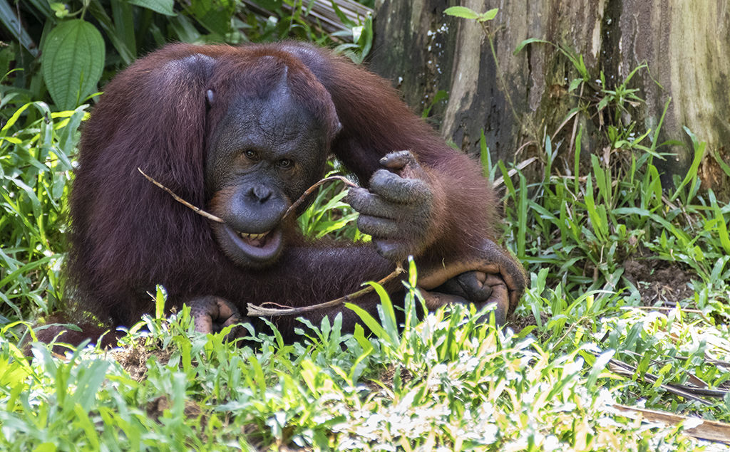 Orangutan