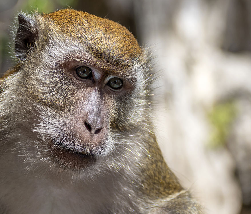 Monkey See, Monkey Do!