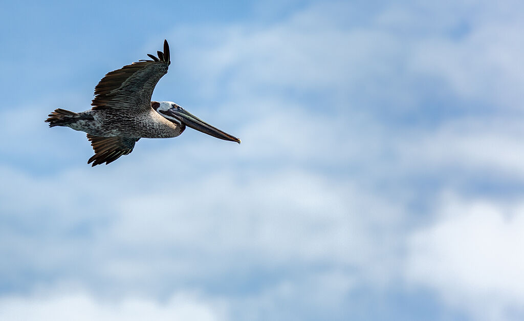 PNMA Pelican 7222