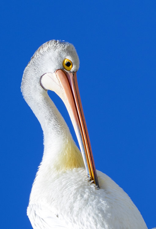 Pelican