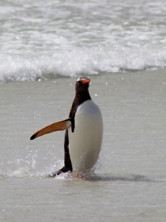 King Penguin