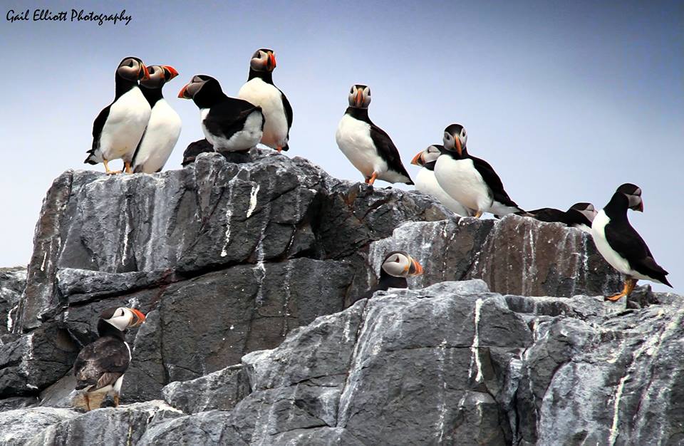 Puffins