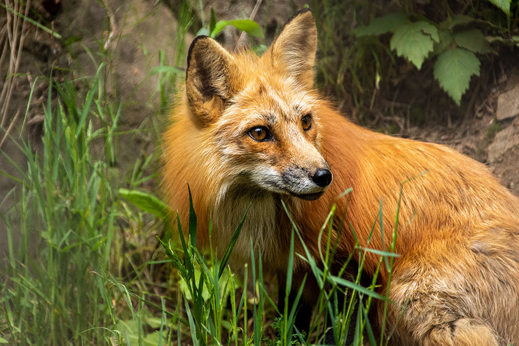 Red Fox