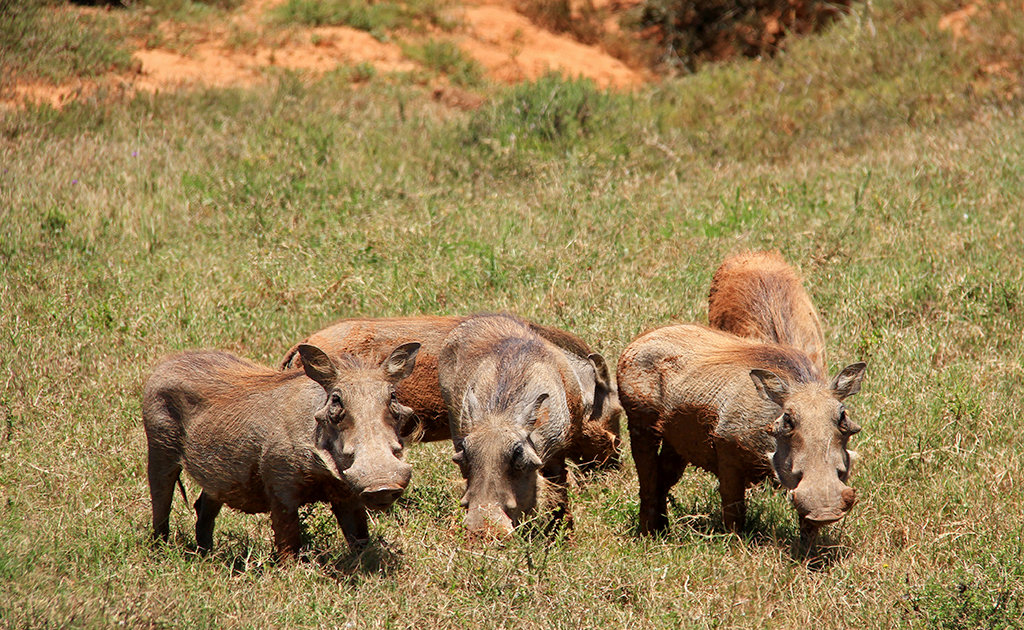 Warthogs