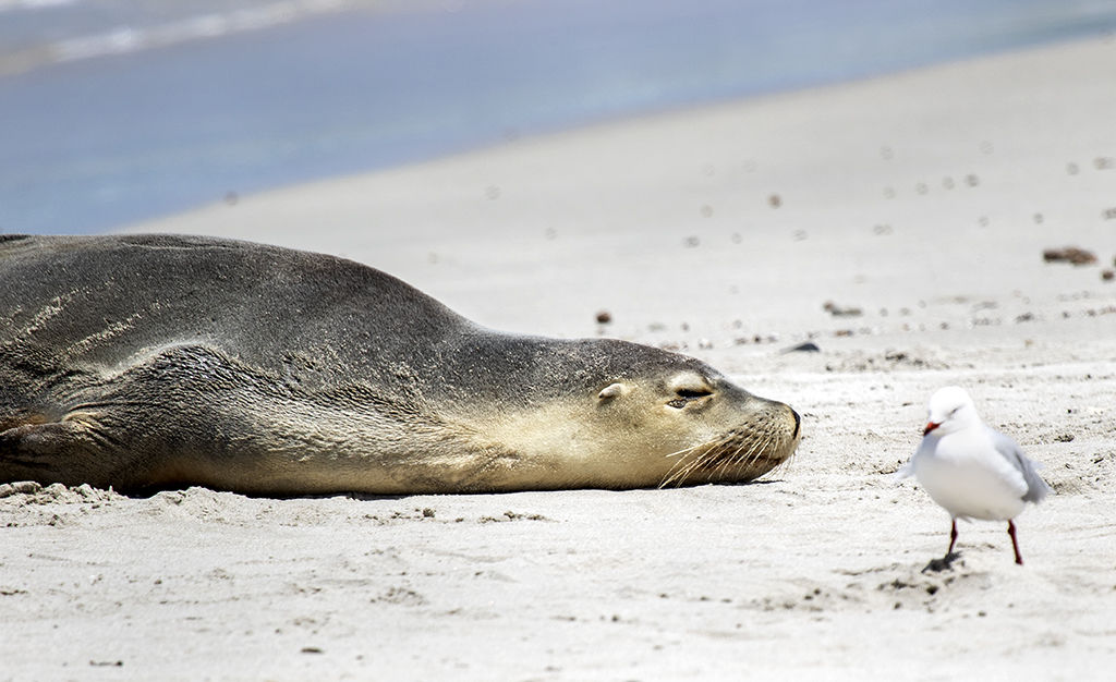 Sleeping Seal.