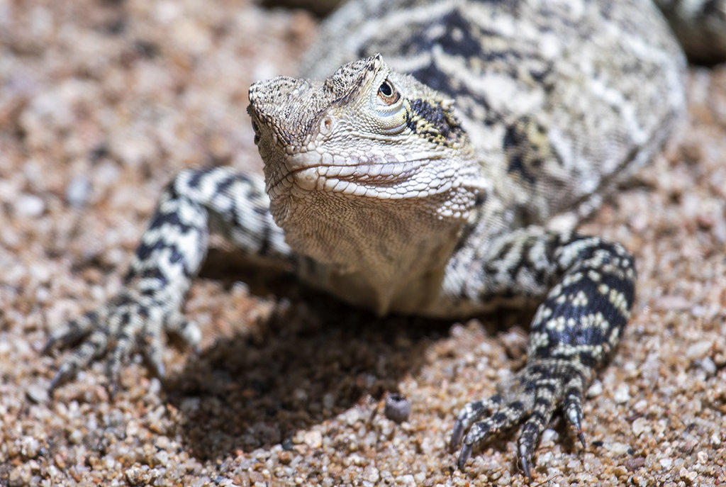 Lizard 4326
