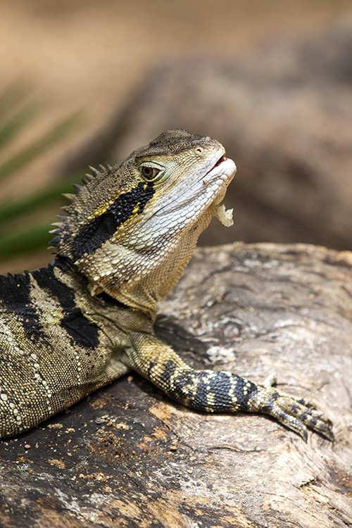 Lizard.