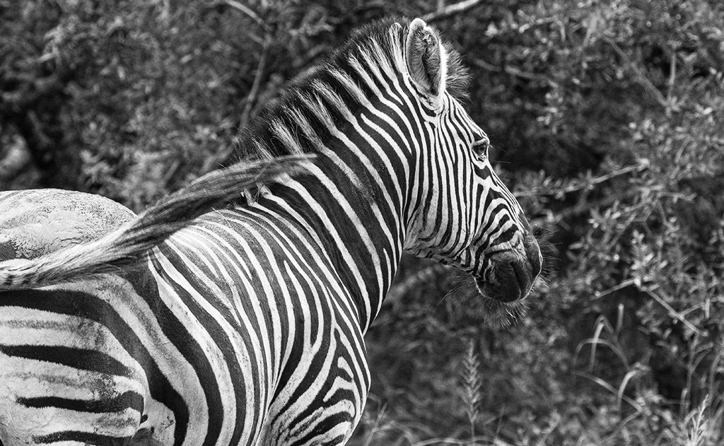 Zebra