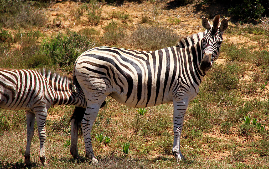 Nurturing Zebra