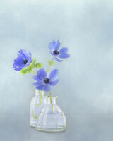Blue Anemone