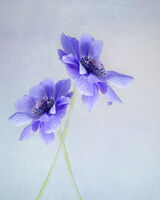 Two Blue Anemone