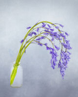 Bluebell Portrait
